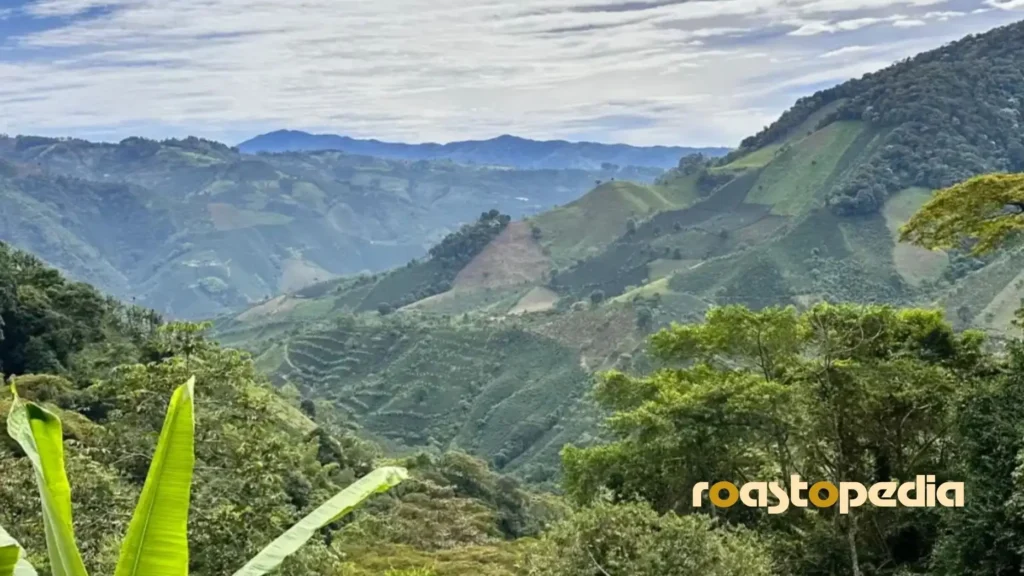 coffee grown in high altitude