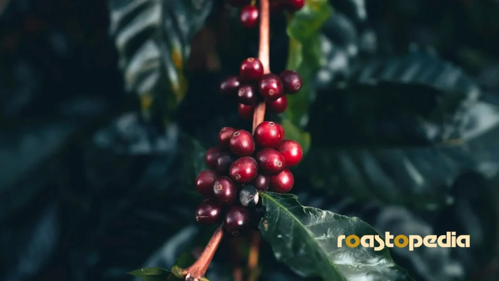100% arabica coffee