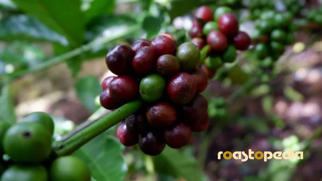 robusta coffee