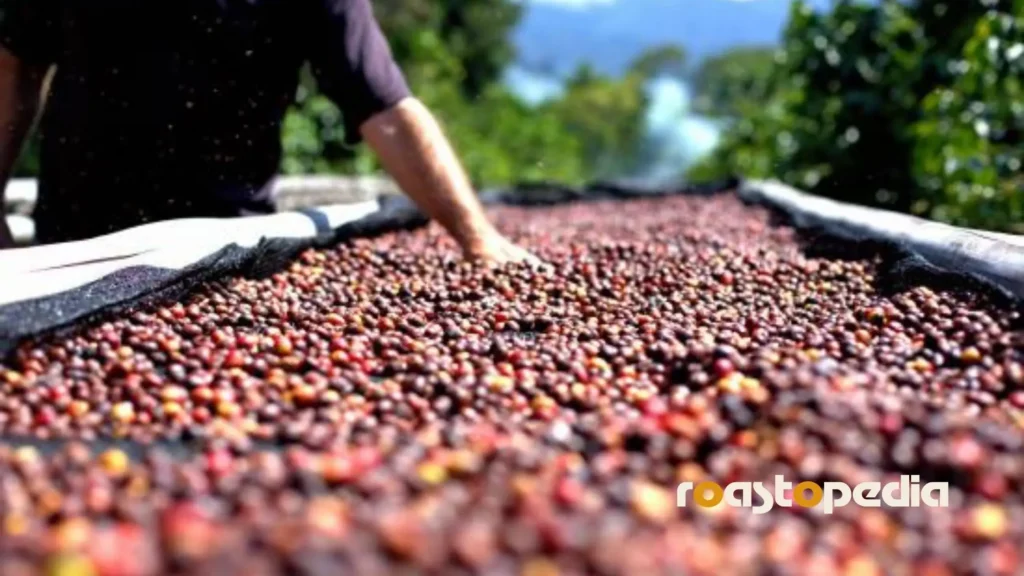Coffee Processing Methods 1 coffee processing methods