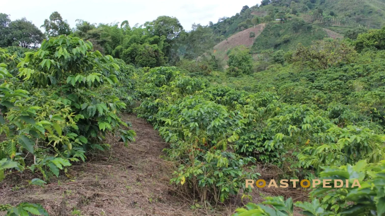 How Soil, Altitude, and Climate Determine Coffee Flavor at Origin