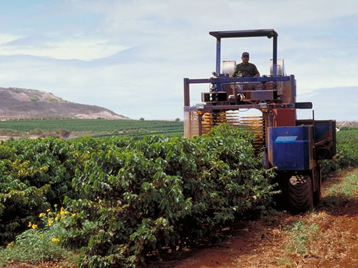 coffee harvesting techniques
