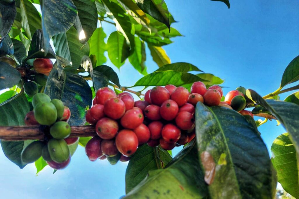 liberica coffee