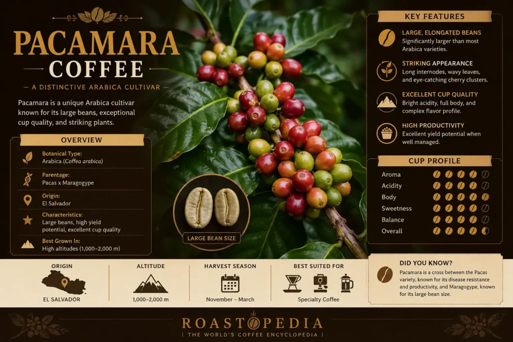 Pacamara Coffee 1 pacamara coffee