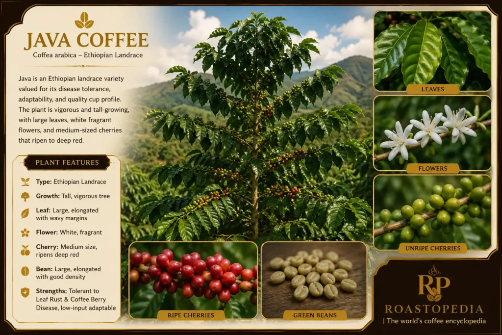 a tall-standing Java coffee tree plant