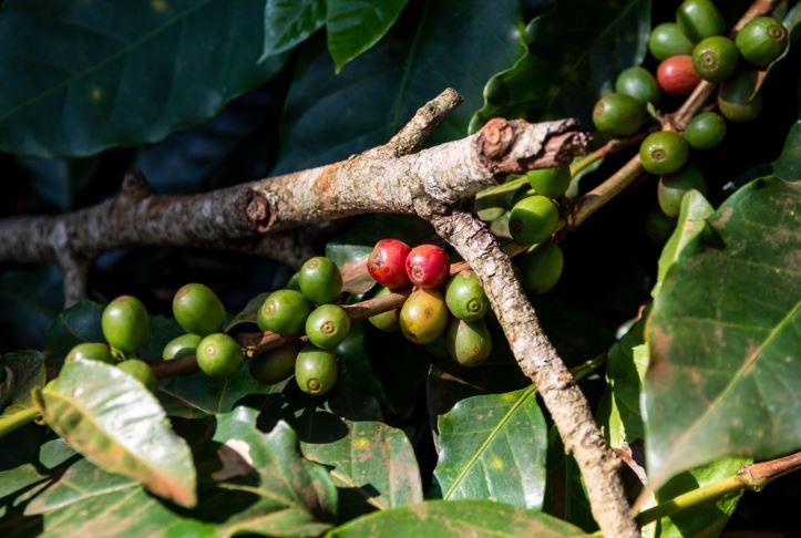 Mundo Novo Coffee 2 Mundo Novo Coffee cherries