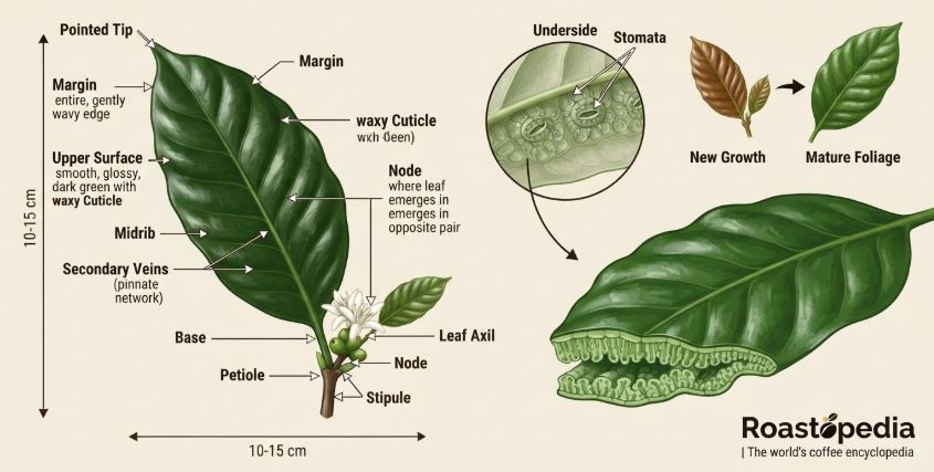coffee leaf