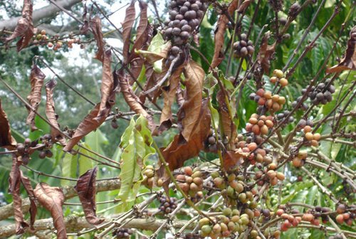 1487317850large Coffee wilt.width 500