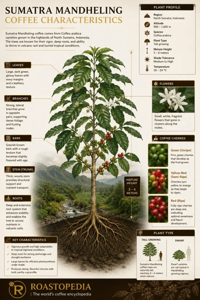 Sumatra Mandheling Coffee plant