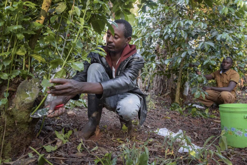 Coffee Berry Disease (Colletotrichum kahawae) 3 A youg farmer in kenya spraying a copper-based fungicide to manage coffee berry disease.