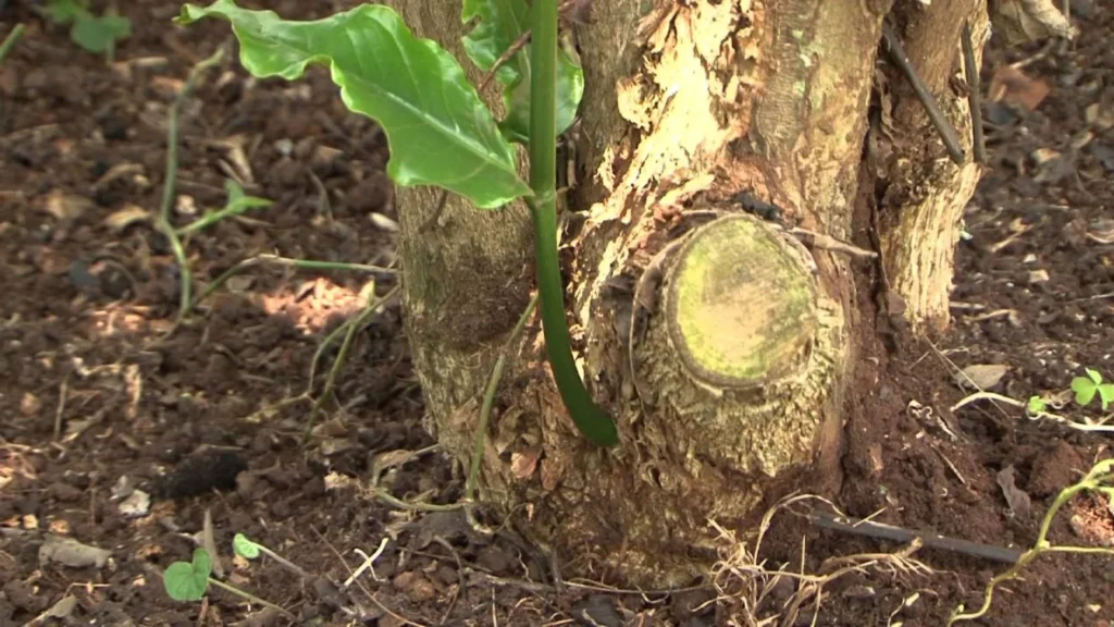 Pruning the affected coffee and infected shoots controls Phoma Leaf Spot (Phoma costarricensis)