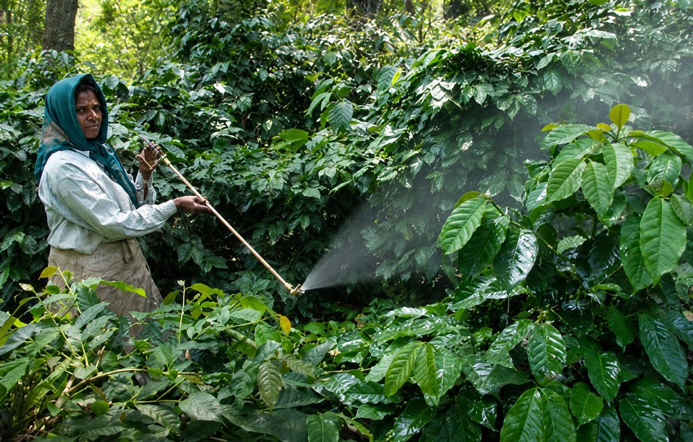 Bacterial Blight of Coffee (Pseudomonas syringae pv. garcae) 2 a woman spraying her coffee plants with a copper-based fungicide to control Bacterial Blight of Coffee infestation