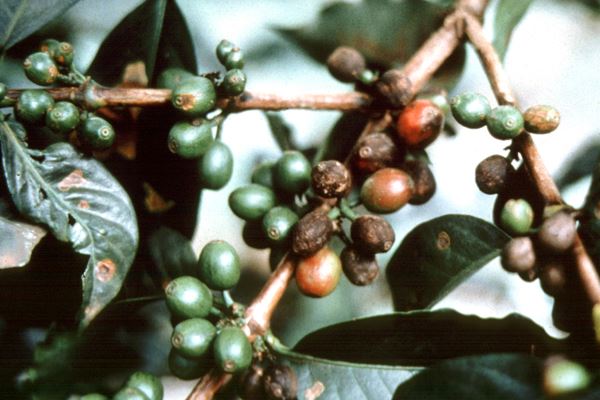 cofberdi 1
