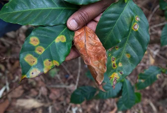 effective control and management of the coffee ringspot disease starts by its identification.