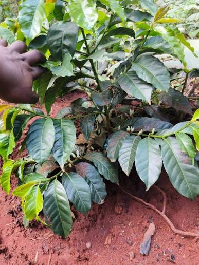 A vibrant coffee plant planted in a clean environment is one way of managing Coffee Ringspot Disease.