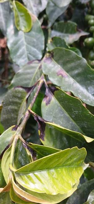 Bacterial Blight of Coffee (Pseudomonas syringae pv. garcae) 1 Bacterial Blight of Coffee