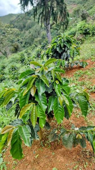 Maragogipe Coffee 1 Maragogipe coffee plant