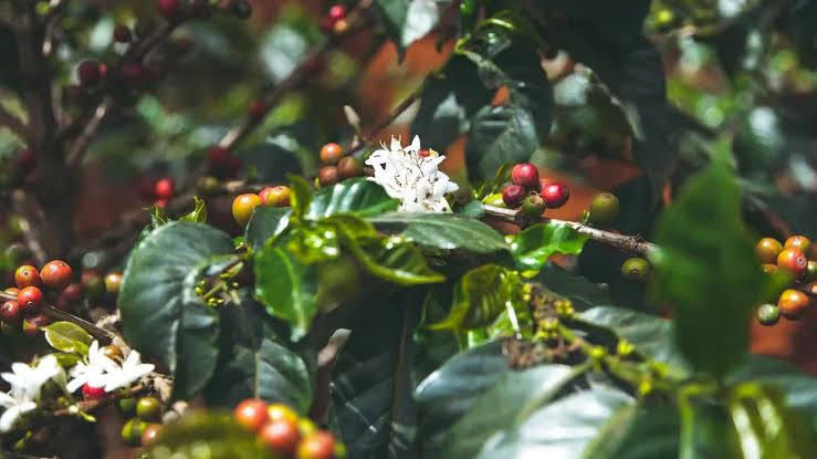Maragogipe Coffee 2 Maragogipe Coffee