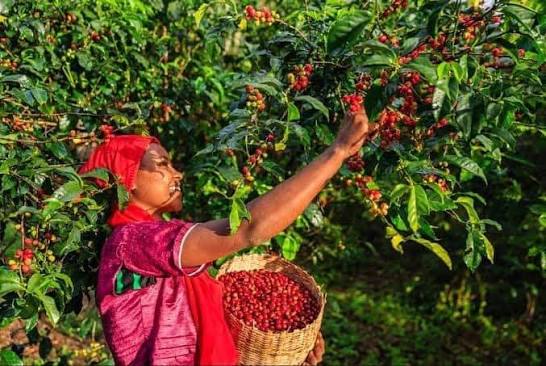 Maragogipe Coffee 4 Maragogipe coffee global production