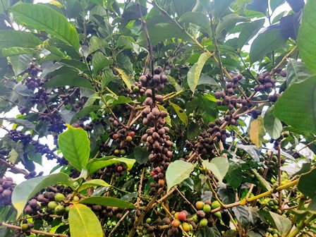 Coffee Berry Disease (Colletotrichum kahawae) 2 coffee berry disease